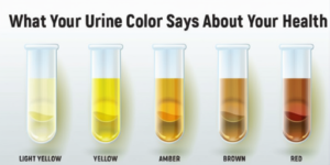 How Long Does Urine Stay Warm Between Your Legs: A Guide to Drug Testing